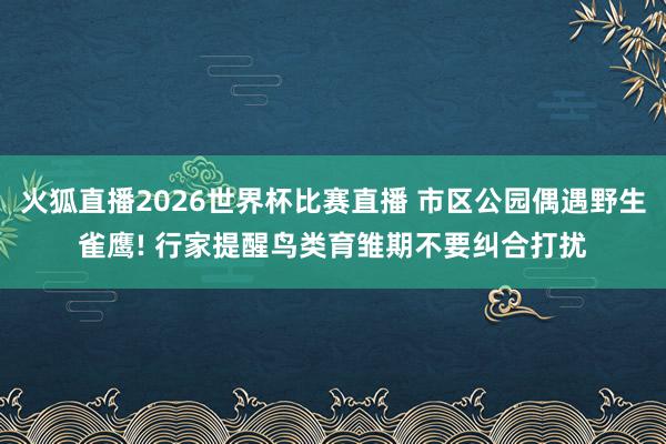 火狐直播2026世界杯比赛直播 市区公园偶遇野生雀鹰! 行家提醒鸟类育雏期不要纠合打扰