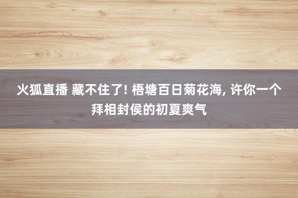 火狐直播 藏不住了! 梧塘百日菊花海, 许你一个拜相封侯的初夏爽气